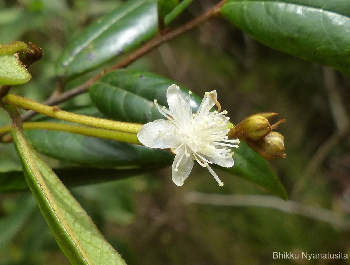 Symplocos diversifolia